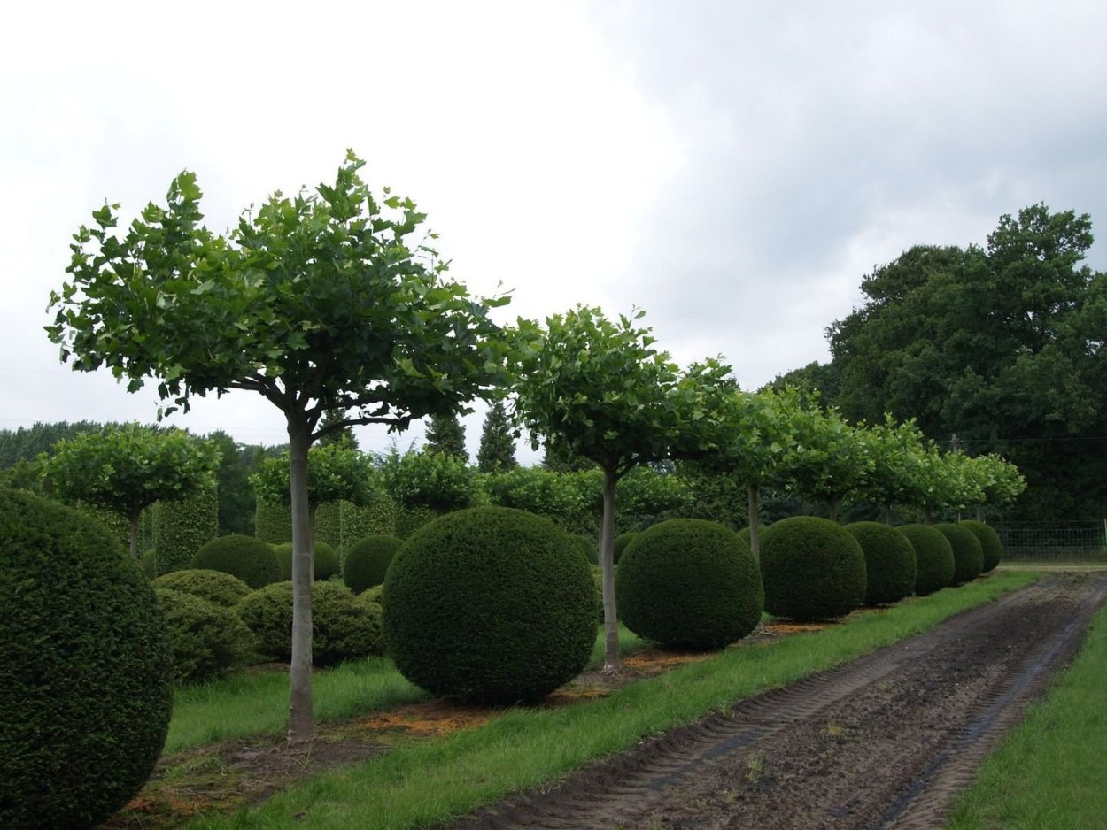 Липа мелколистная аллея