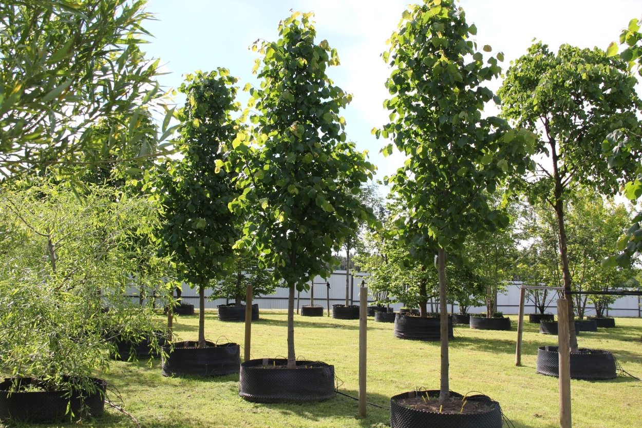 Липа мелколистная Rancho