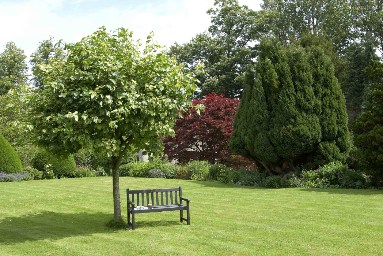 Клен остролистный Глобозум