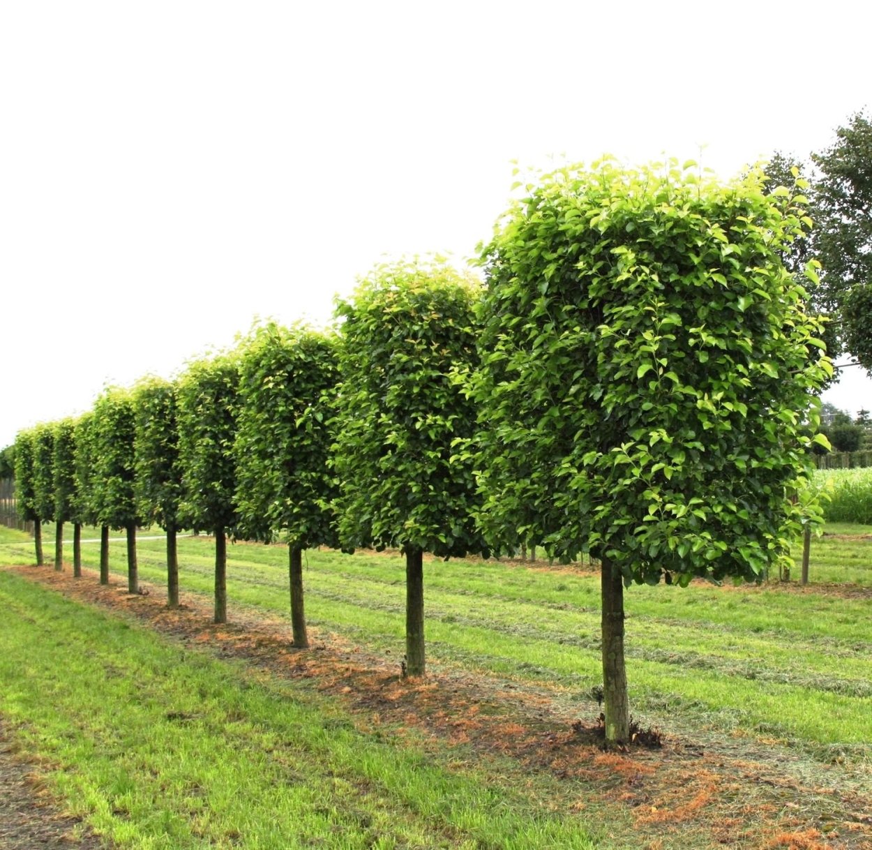 Липа мелколистная рядовая посадка