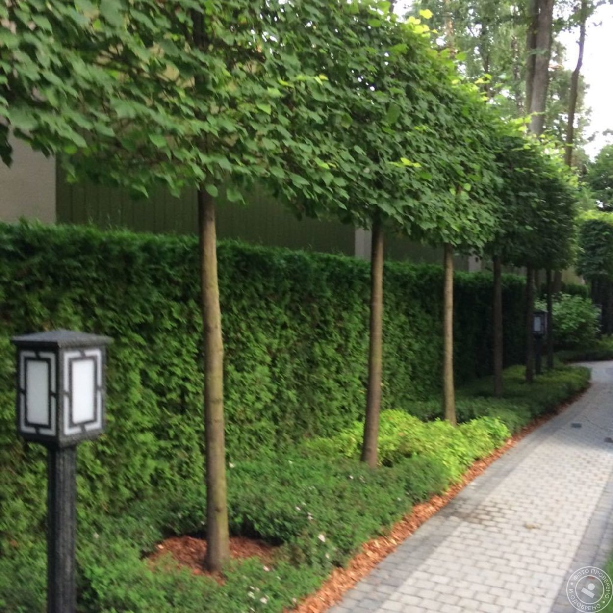 Липа мелколистная Tilia cordata