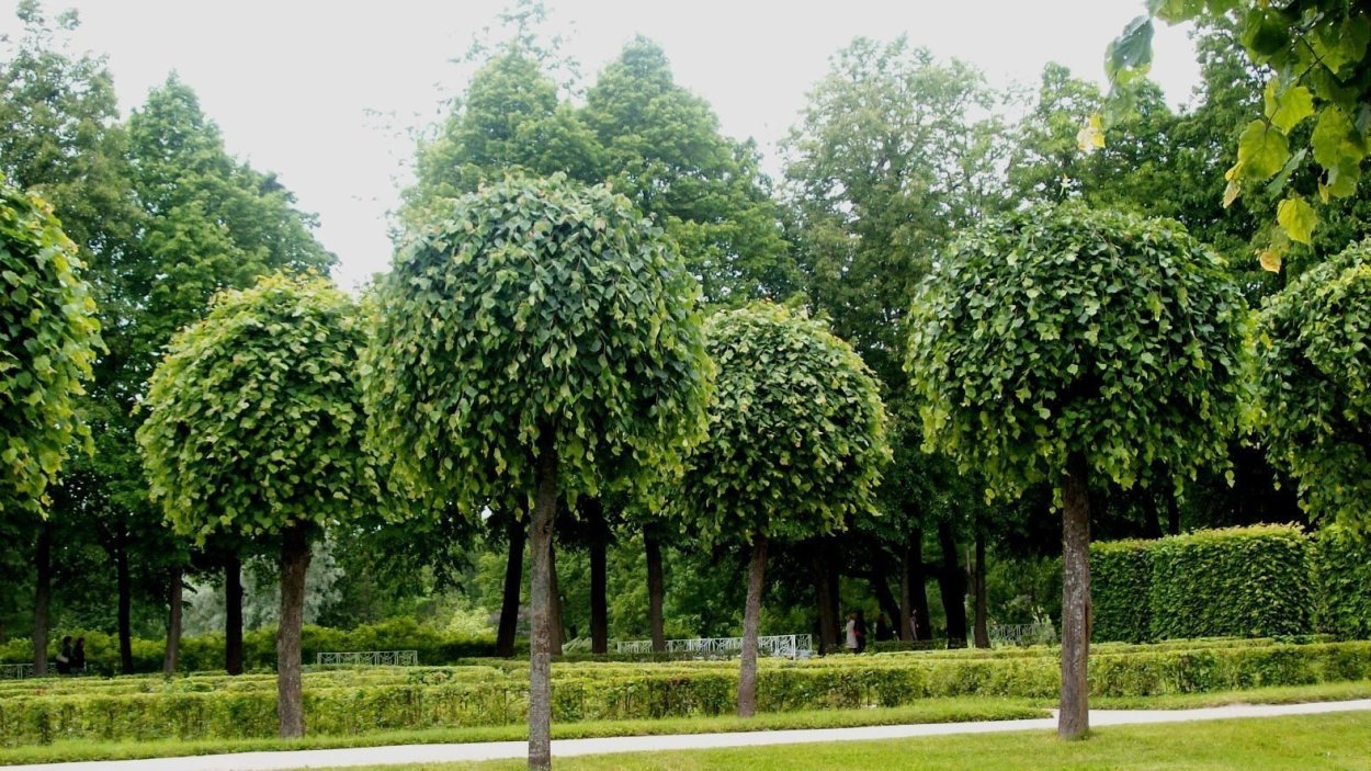 Клен Глобозум