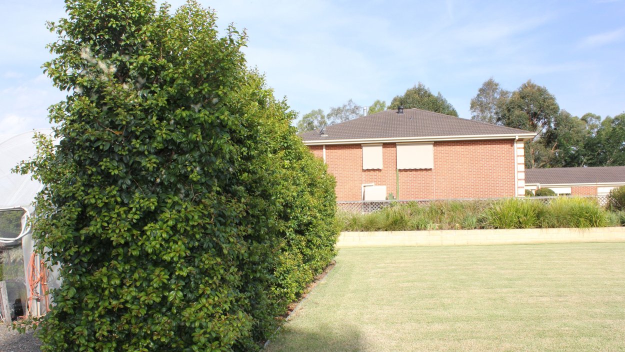 Липа Паллида ландшафт