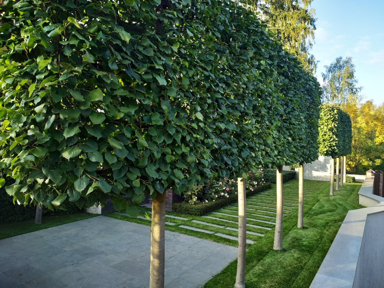 Липа мелколистная в ландшафтном дизайне