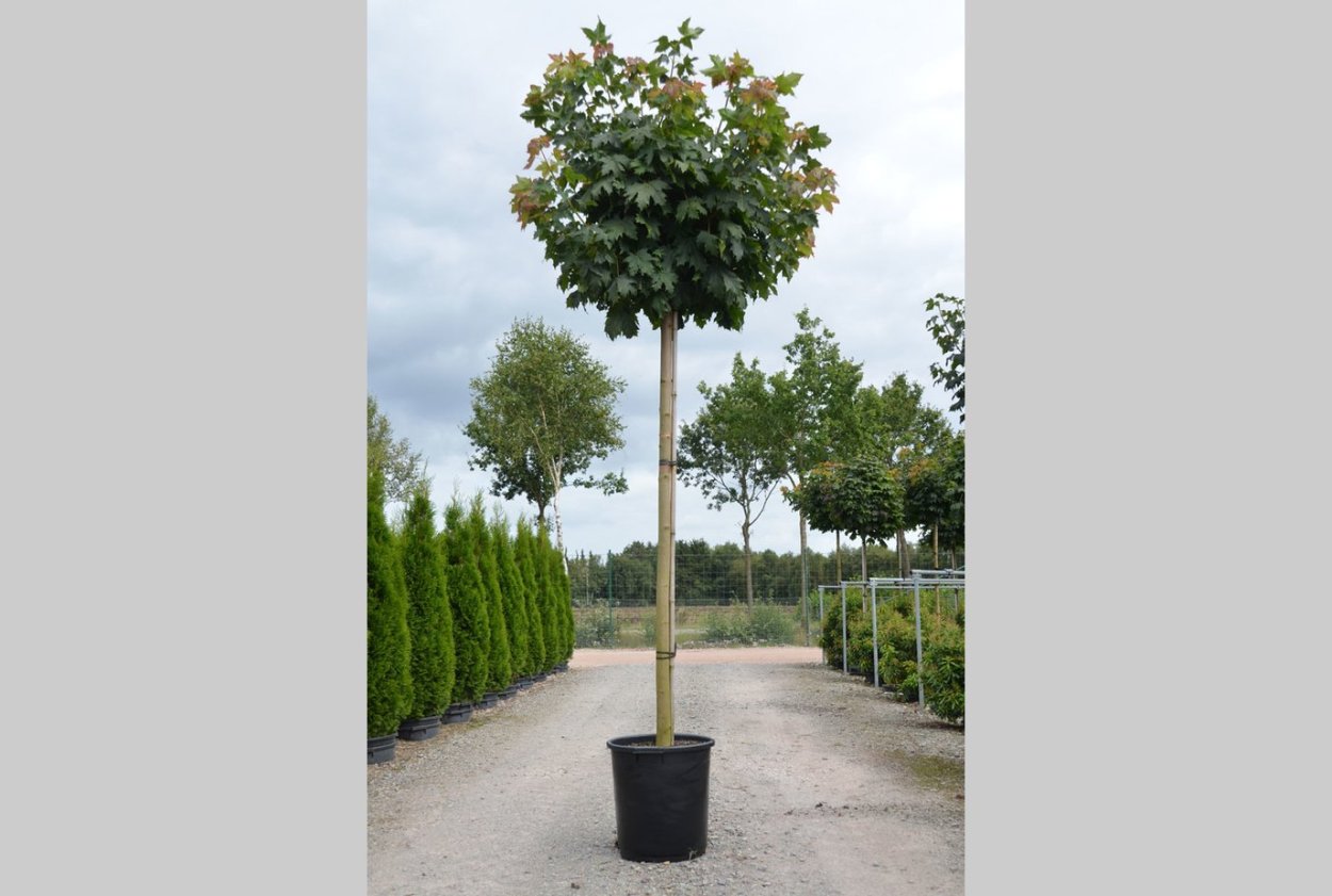 Клен Глобозум стрижка