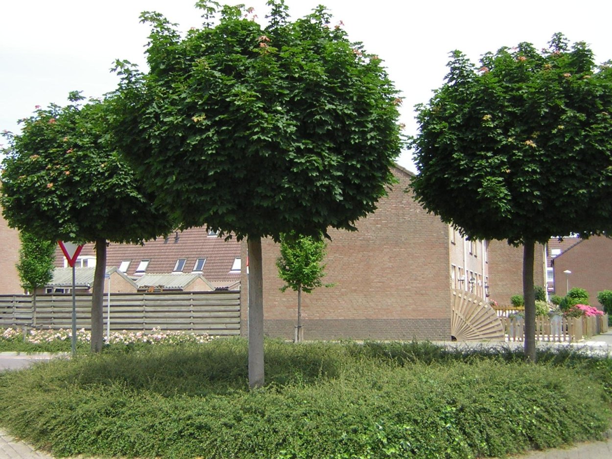 Клен Глобозум на штамбе