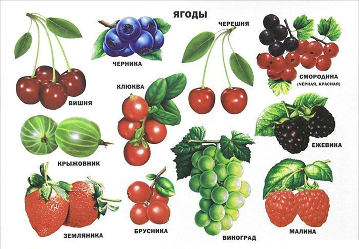 Ягоды плакат для детей