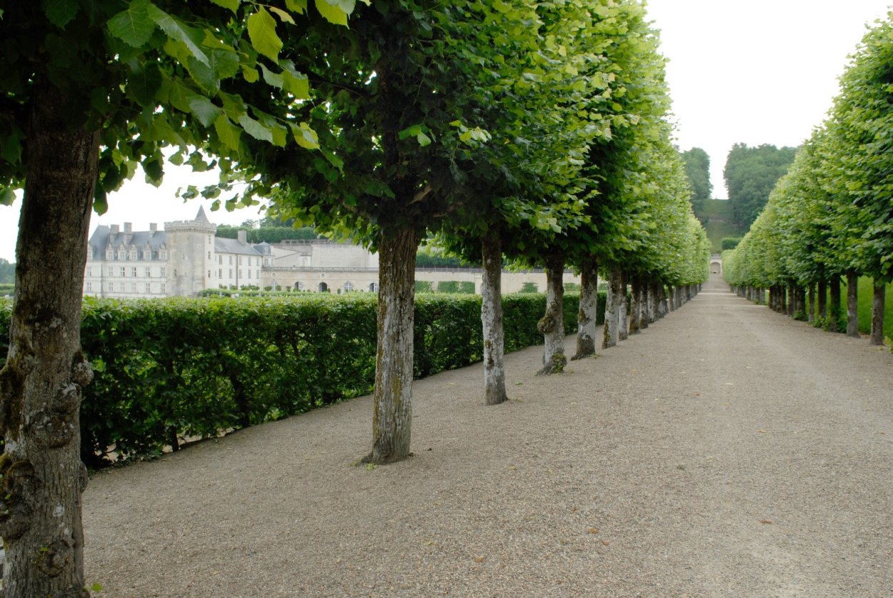 Клен остролистный globosum