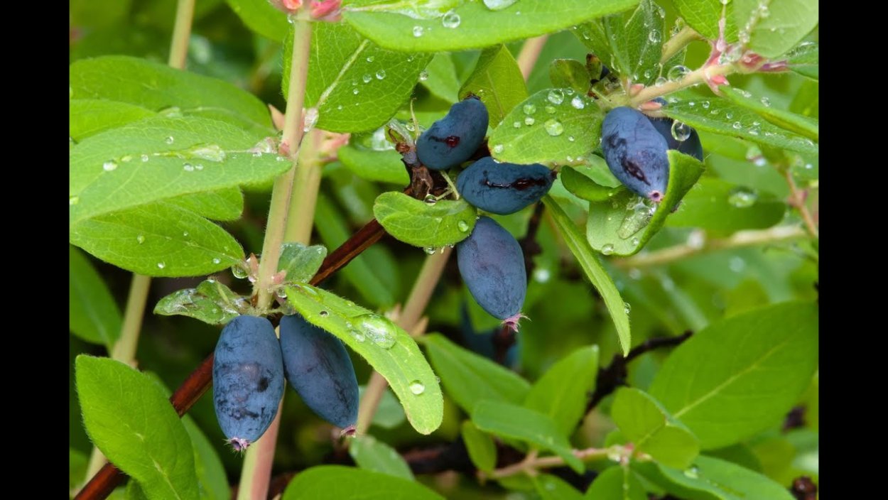 Жимолость съедобная почки