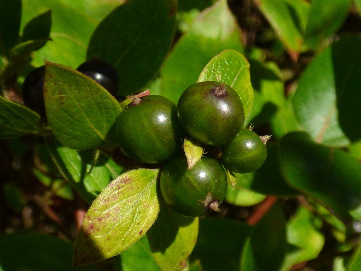 Жимолость зеленая