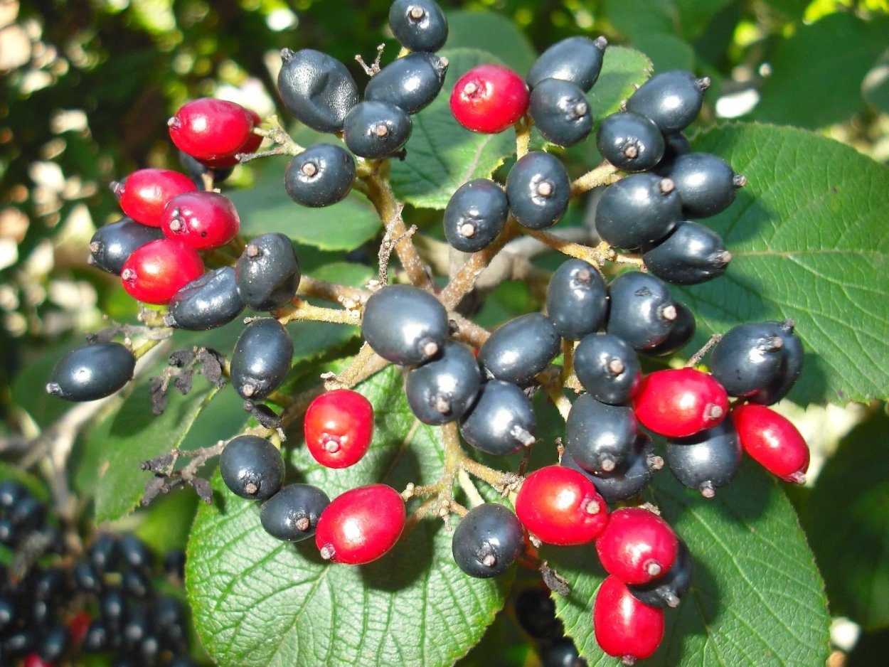 Калина гордовина ягоды