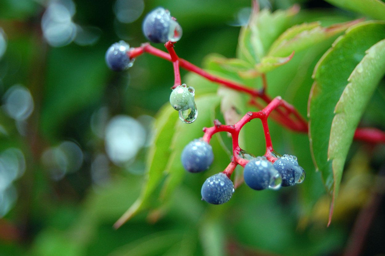 Ягоды Подмосковья