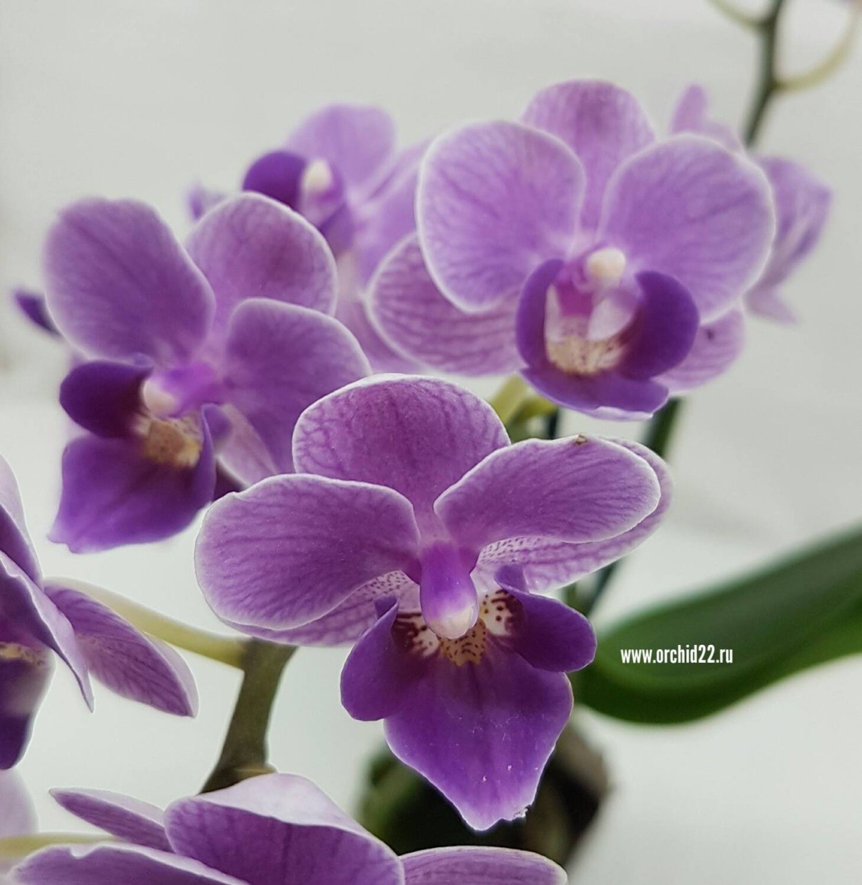 Орхидея фаленопсис Violet Queen