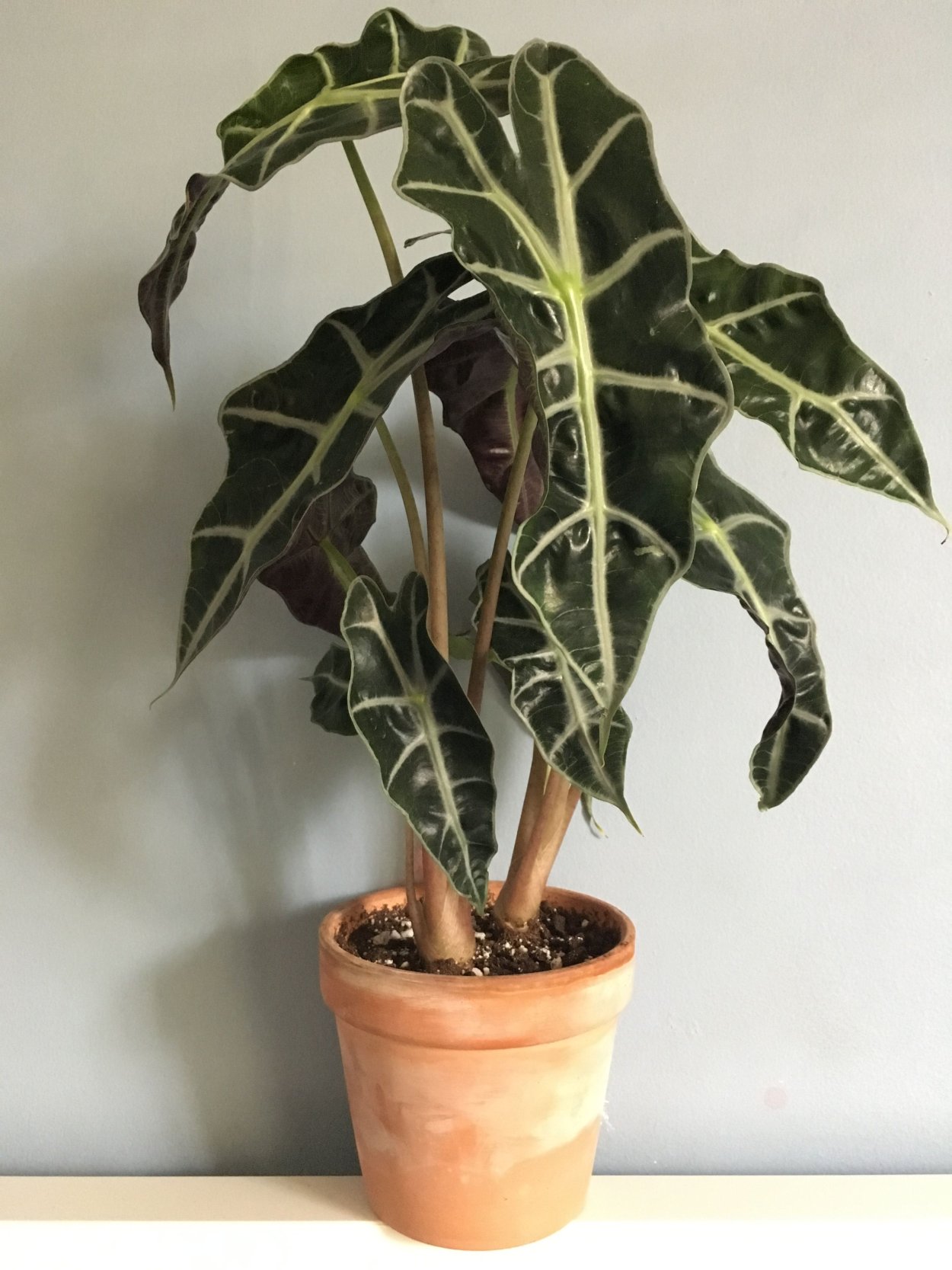 Алоказия Калидора