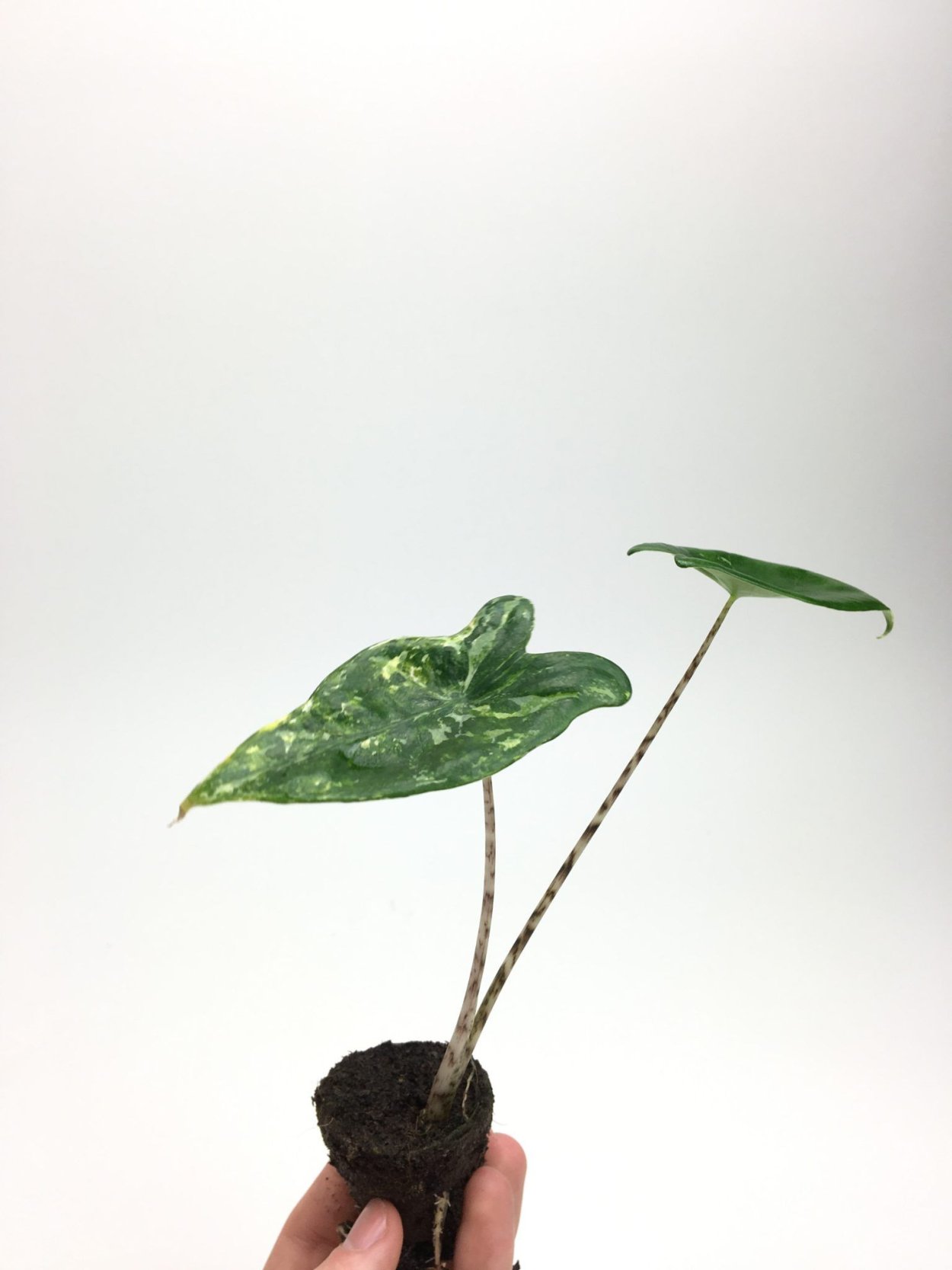 Алоказия Мишольца Фридек