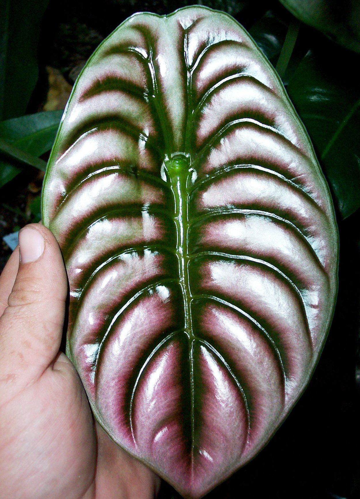 Алоказия Сарьян