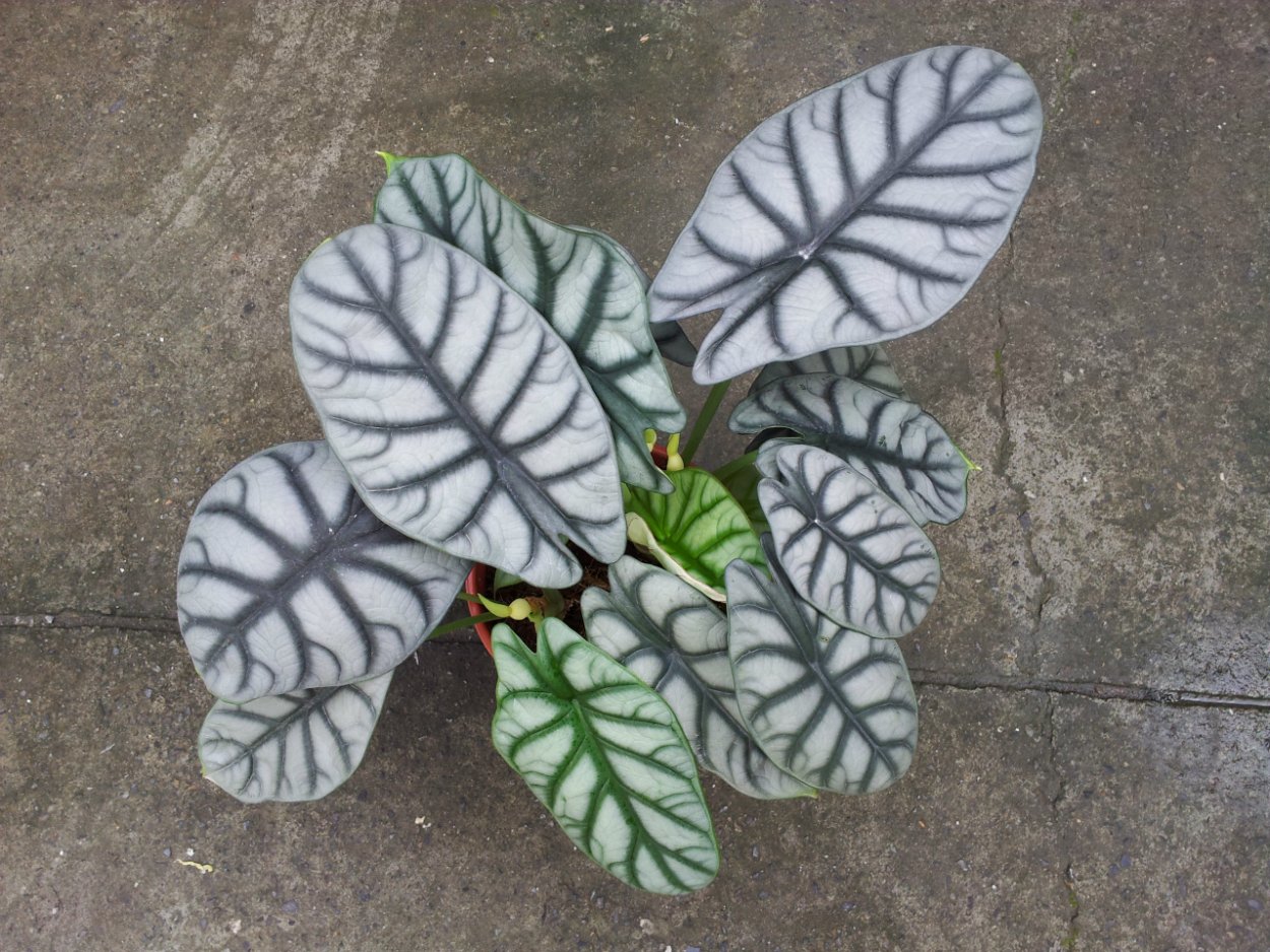 Алоказия слоновое ухо