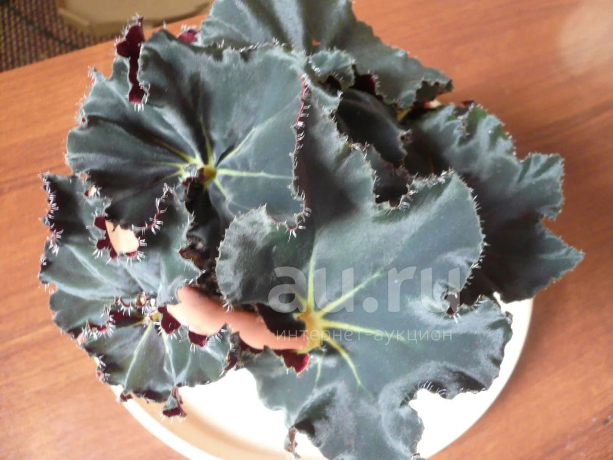 Бегония Блэк Хэнг