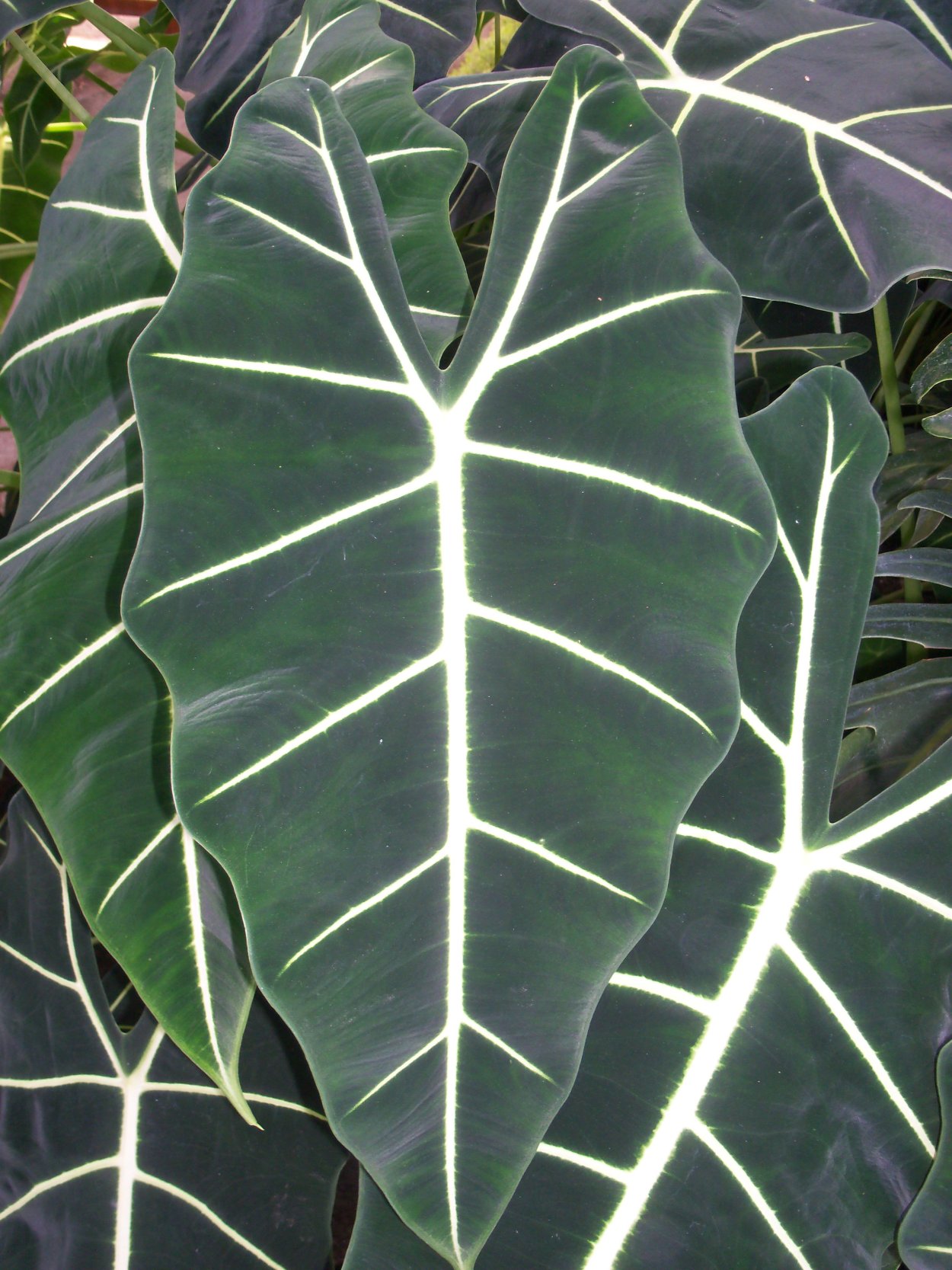 Алоказия семена