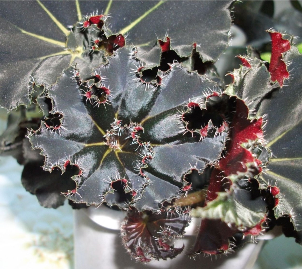 Бегония Black Taffeta