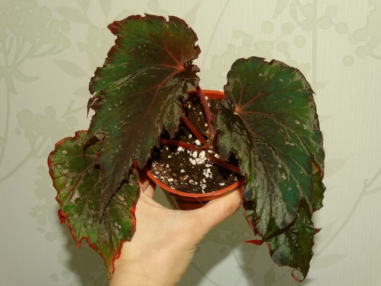 Бегония Black Knight