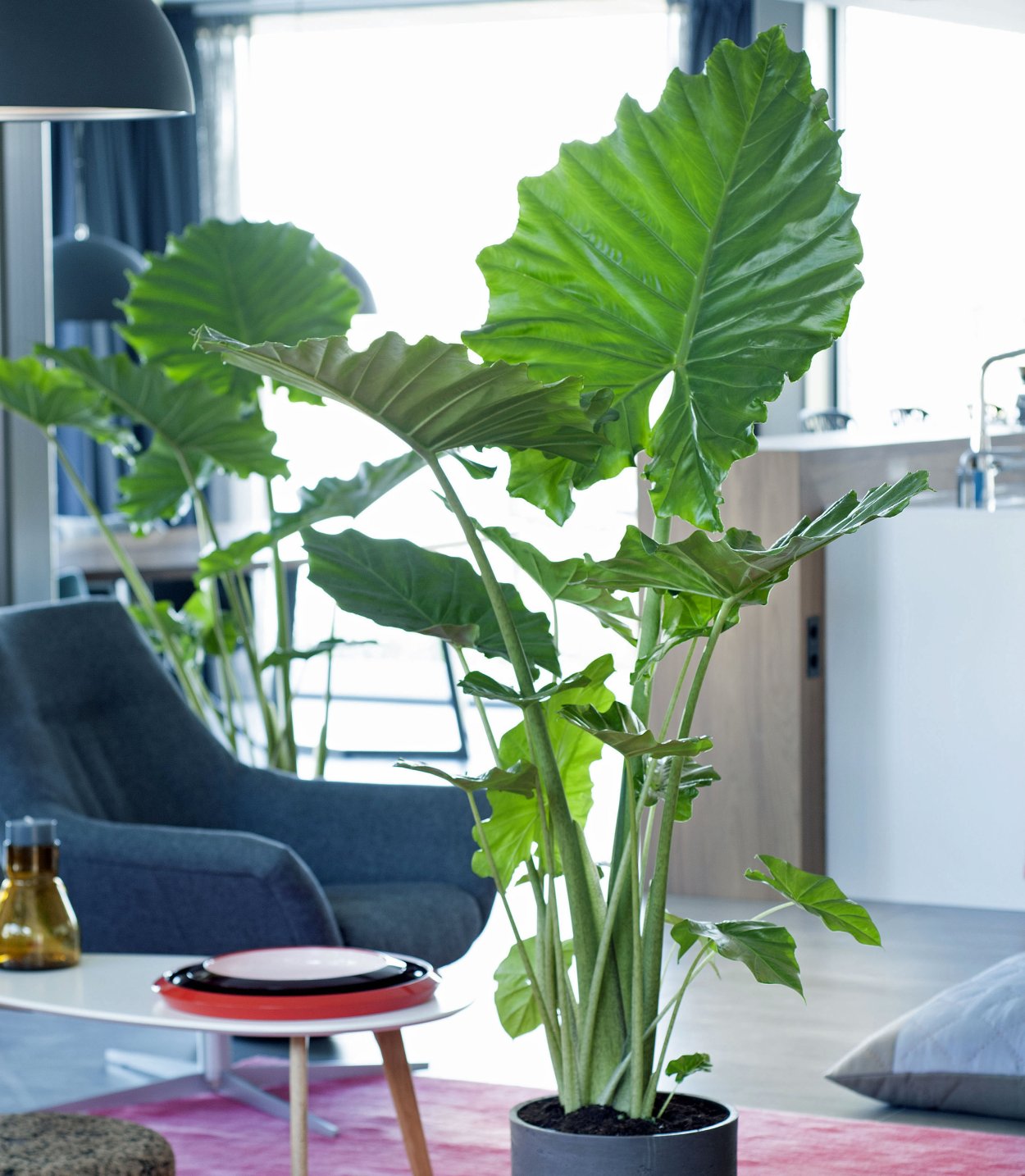 Алоказия длинные листья тропики