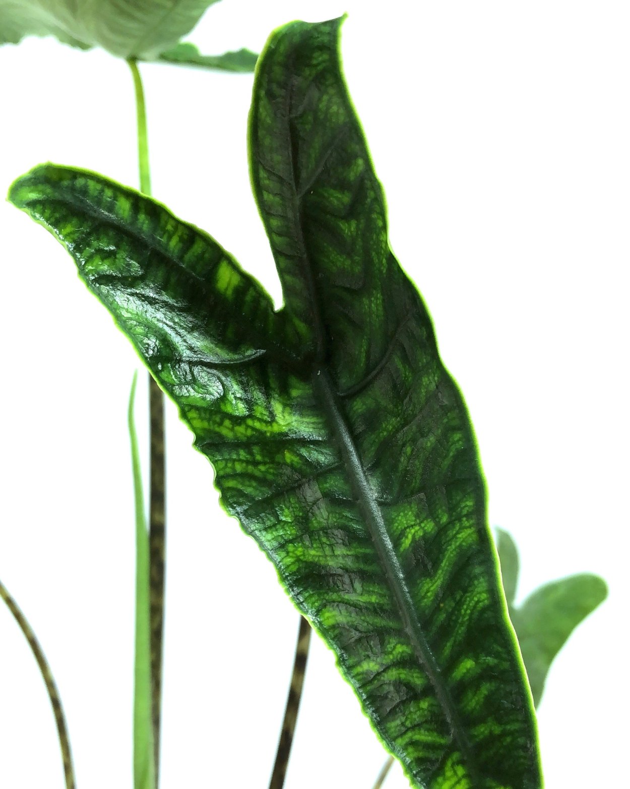 Алоказия Jacklyn