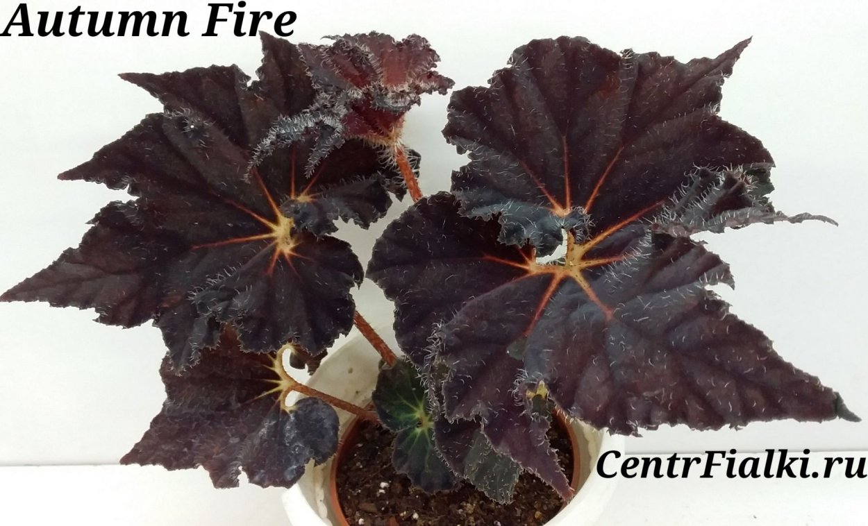 Бегония autumn Edge