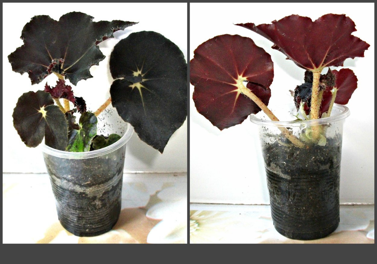 Бегония дарк Мамбо