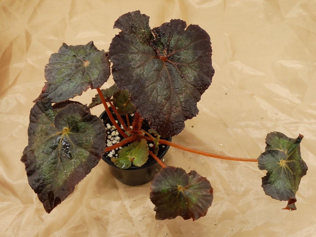 Бегония Блэк кнайт