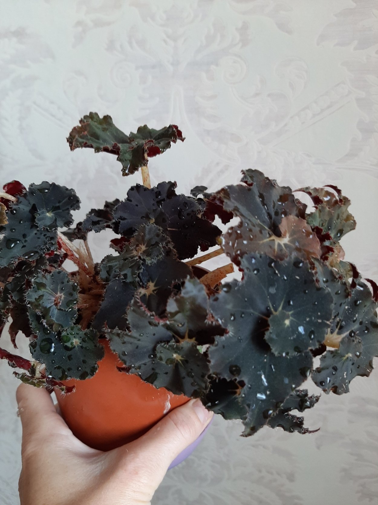 Плазматрон MMG am ls3a