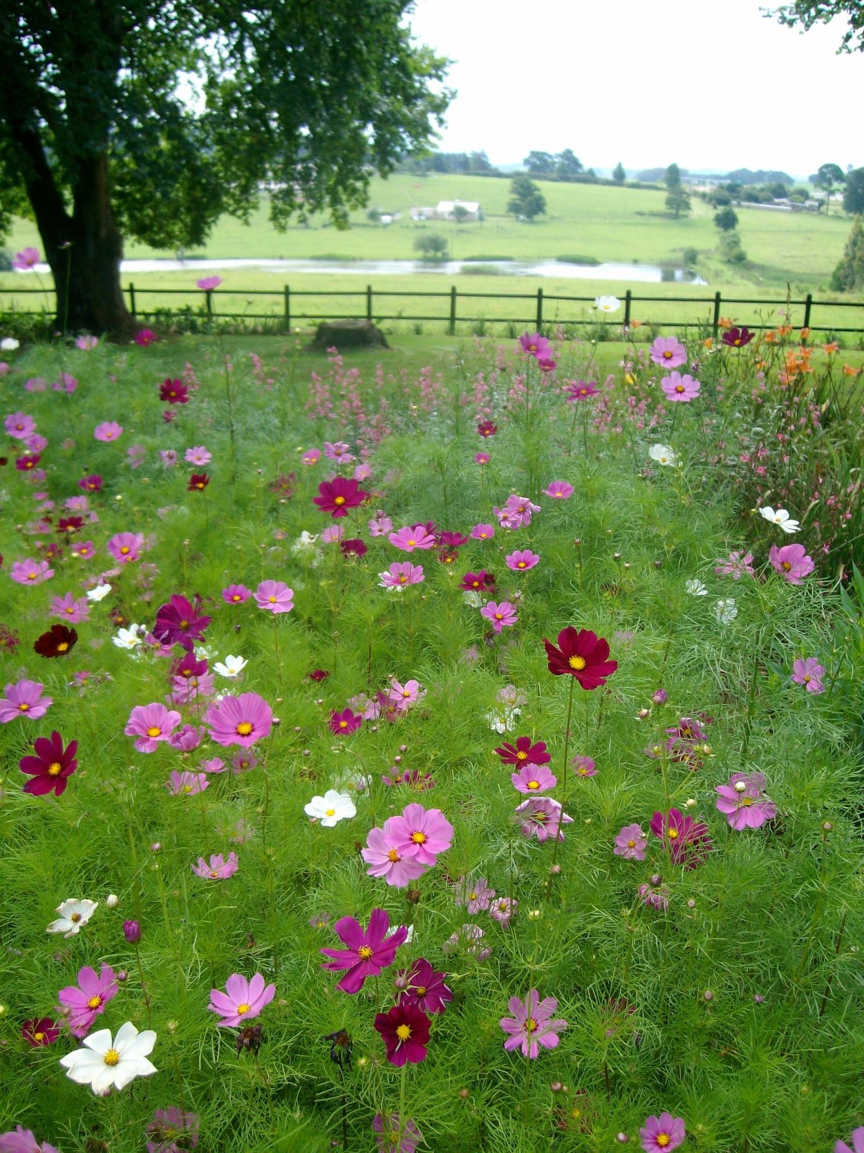 Космея махровая в саду