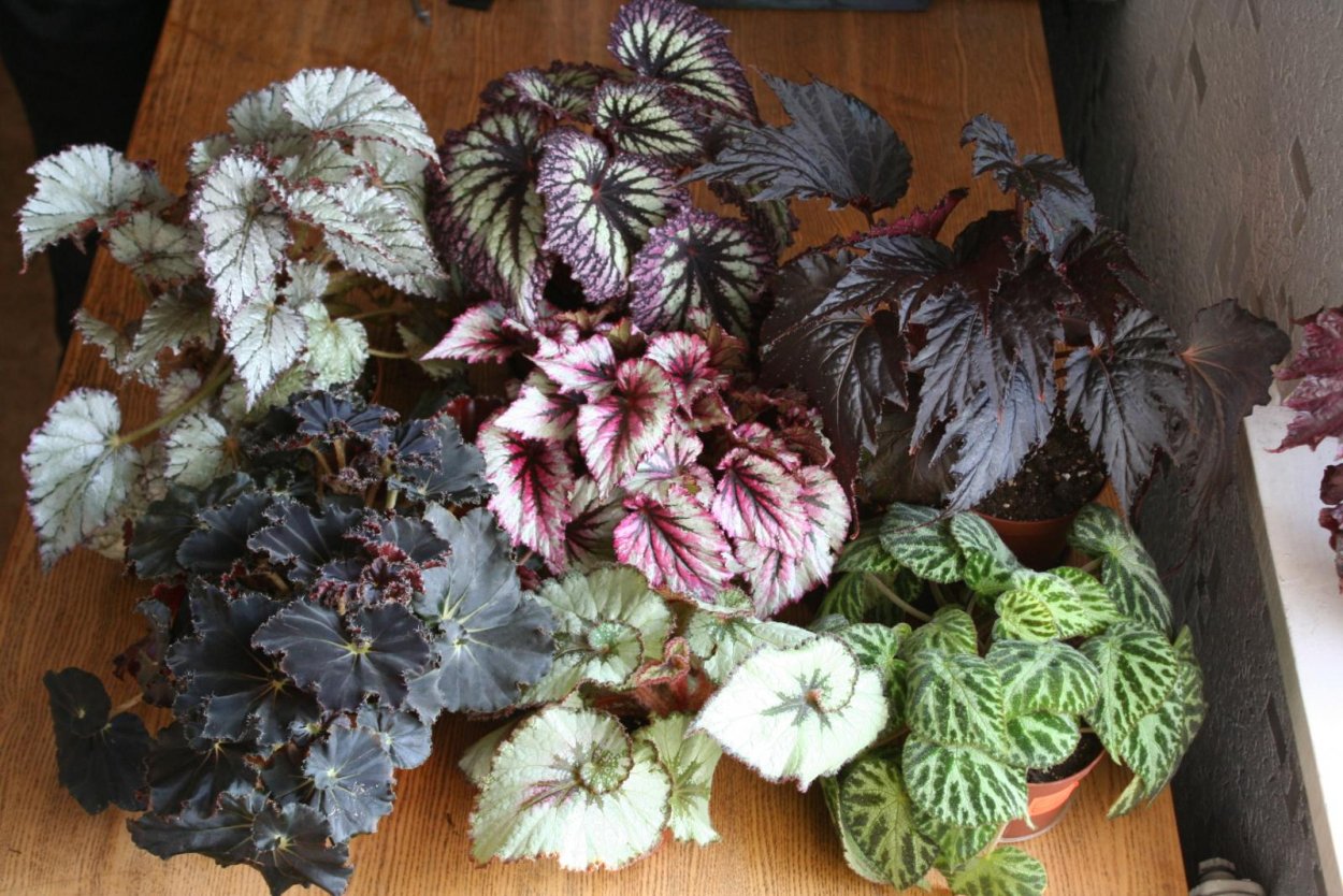 Деточки бегоний