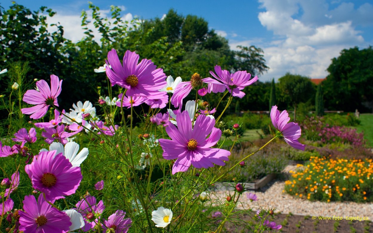 Космея Вега карликовая