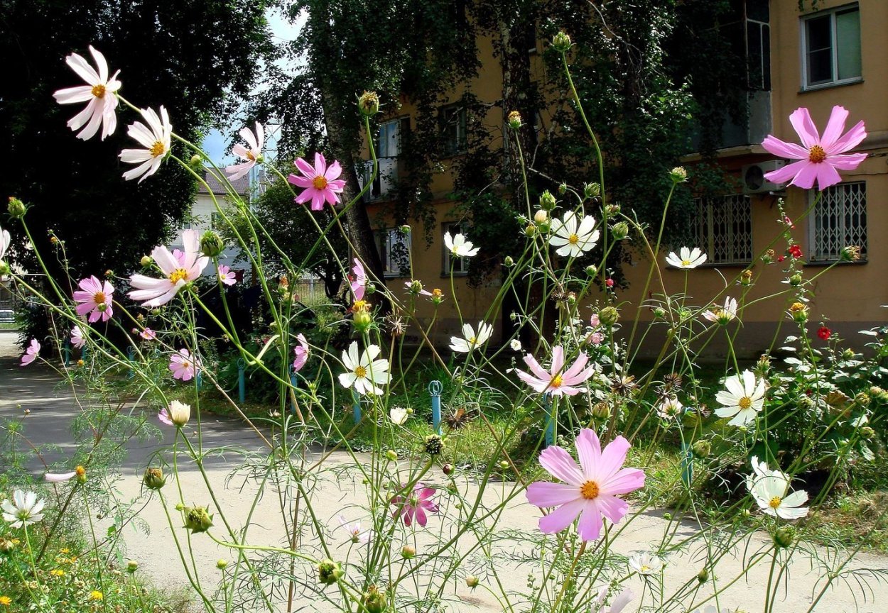 Алиссум годеция кохия