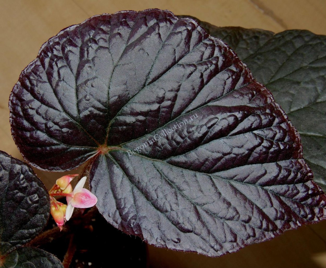 Бегония Блэк