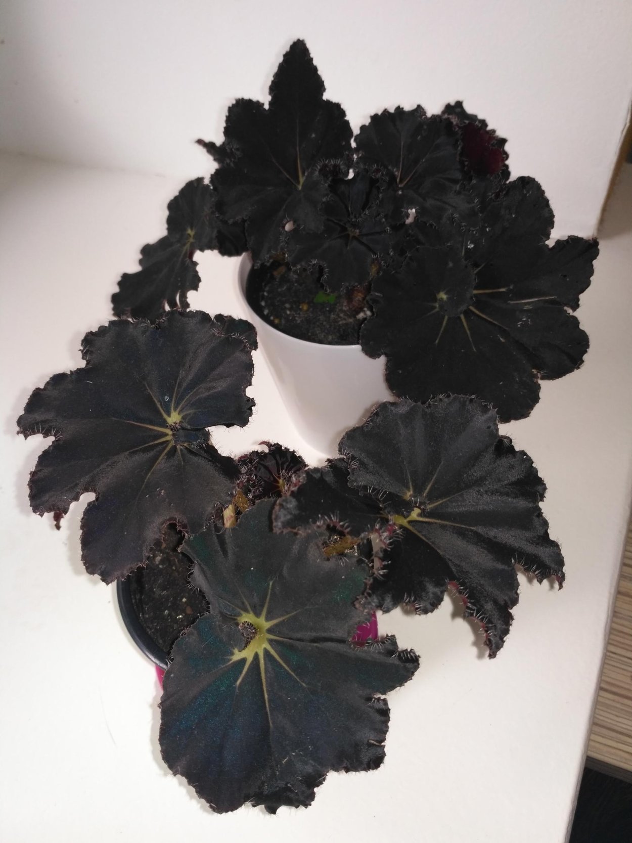 Бегония atricha Dark