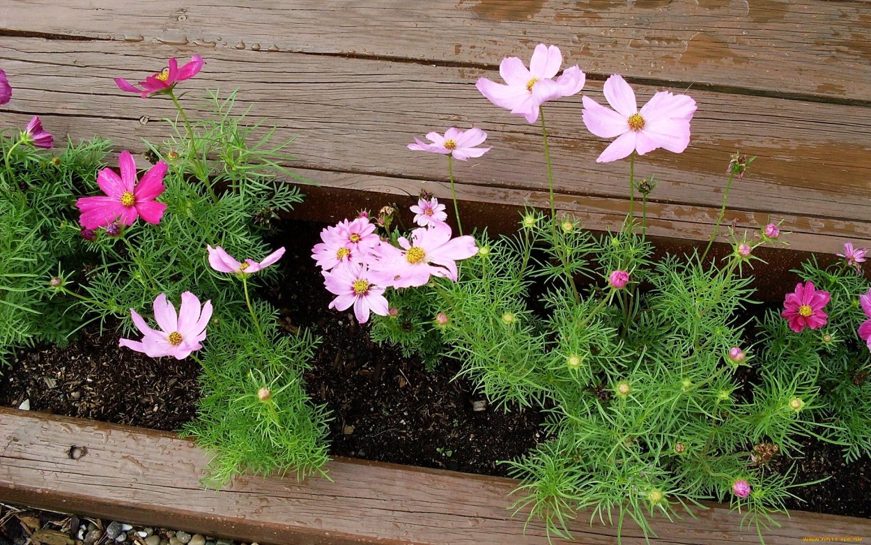 Космея Живая изгородь