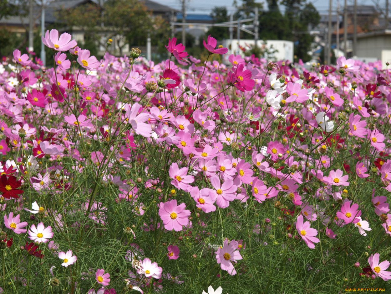 Космея в миксбордере