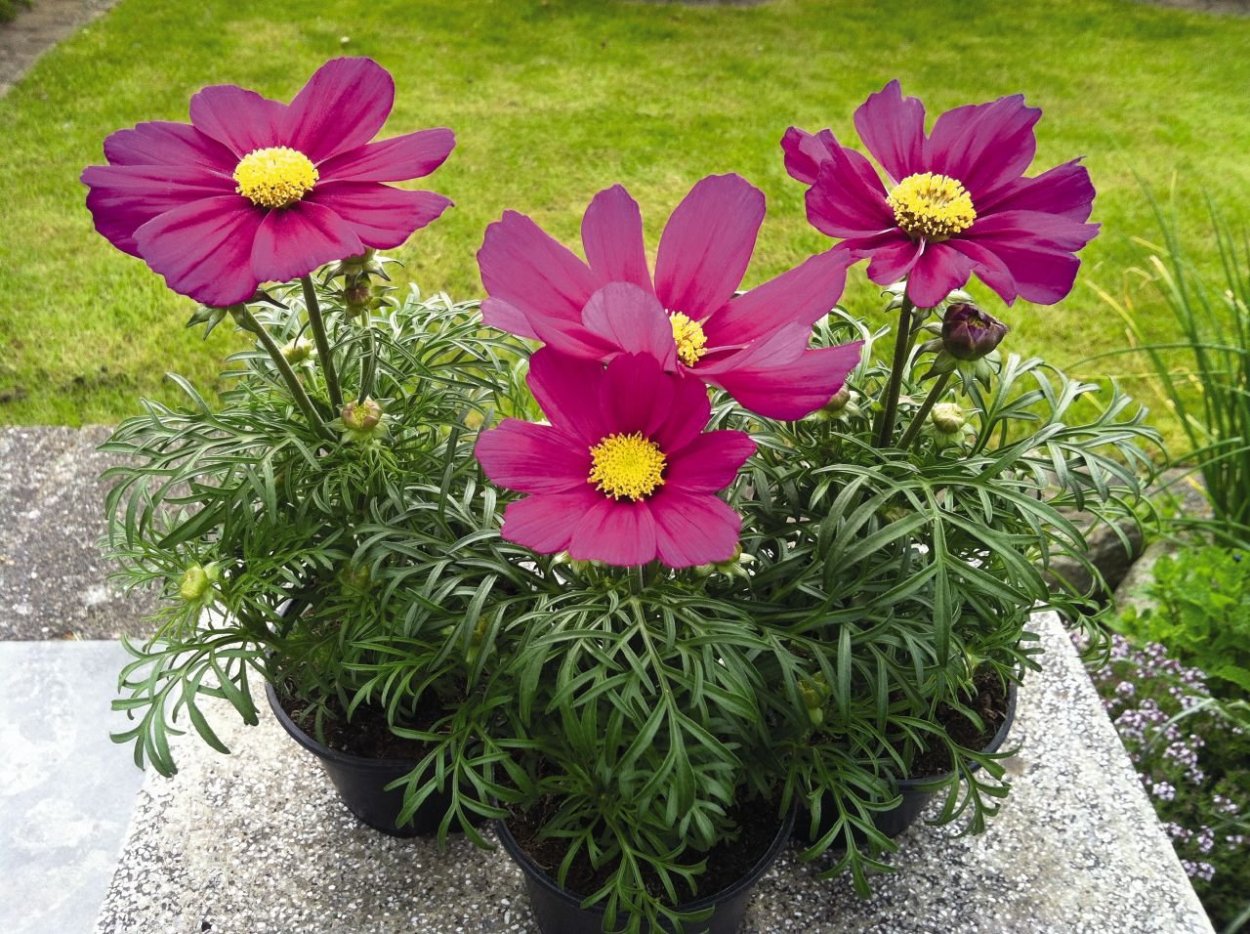 Космея Живая изгородь