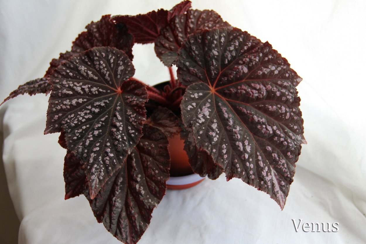 PV контроллер заряда ls1024rp