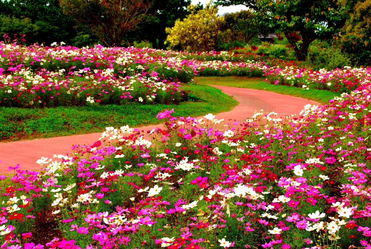 Космея фуксия клумба