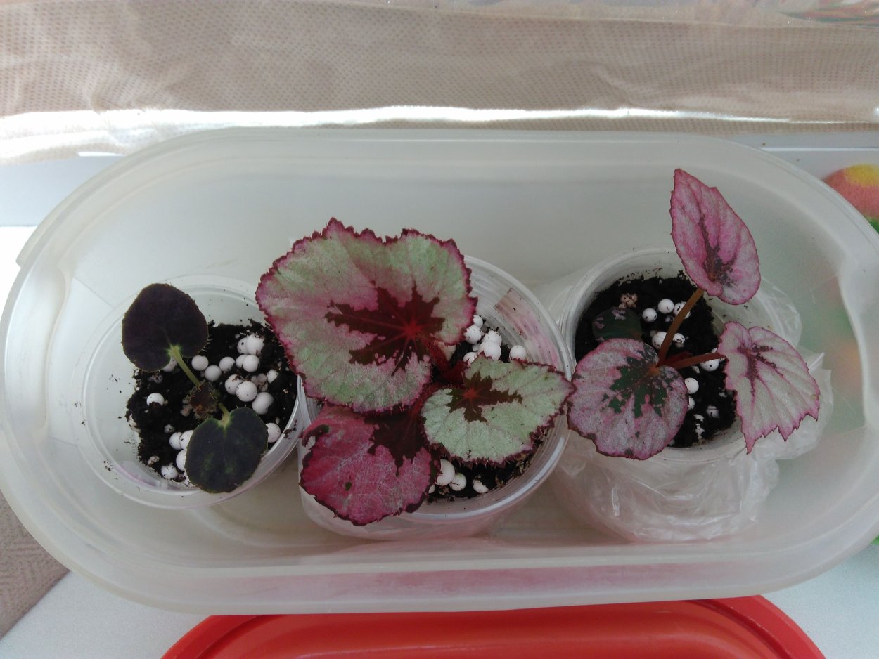 Бегония саламандра