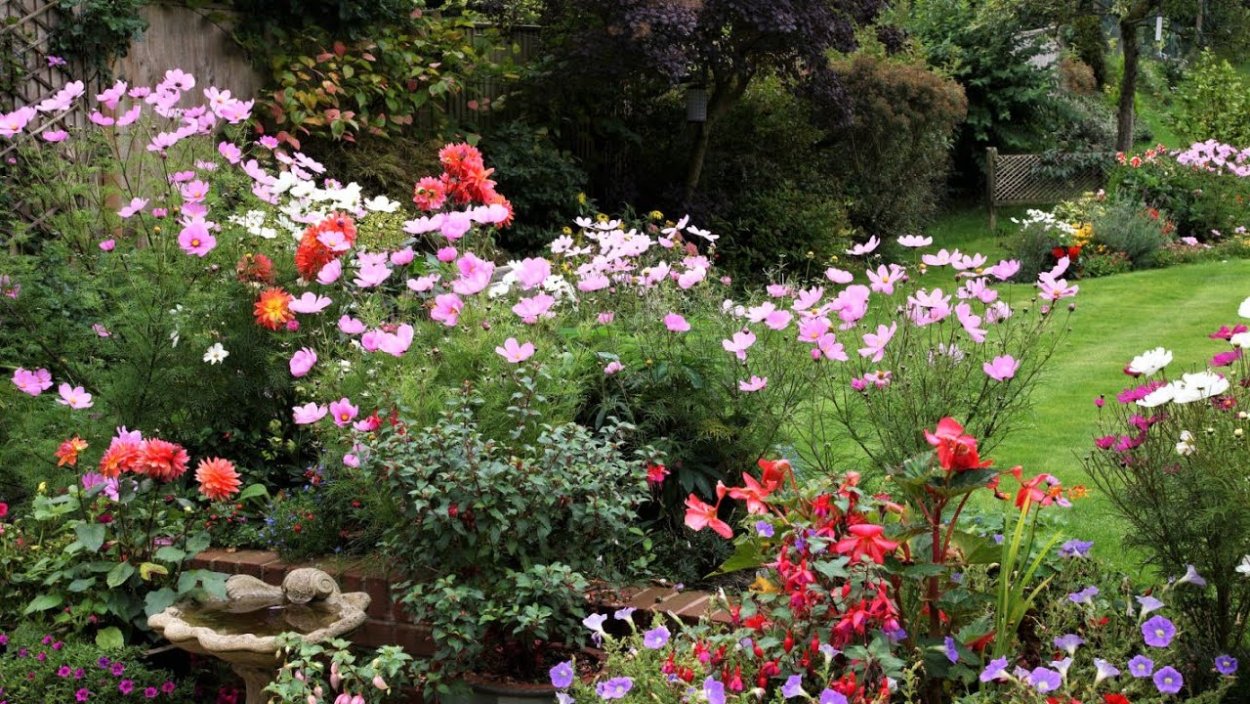 Космея Пикоти на клумбе