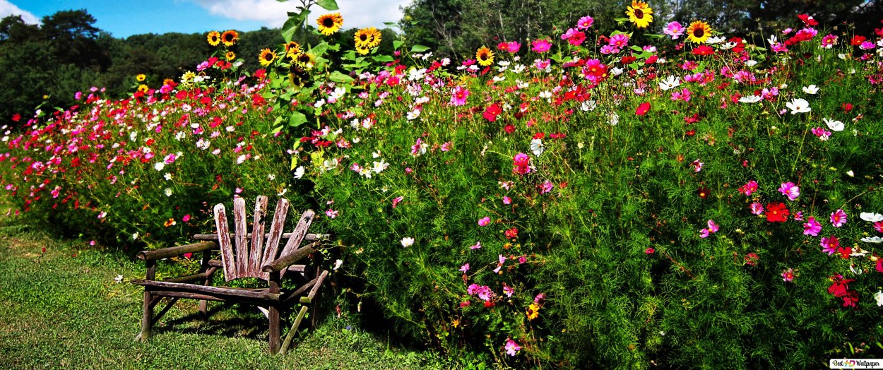 Белая космея в цветнике