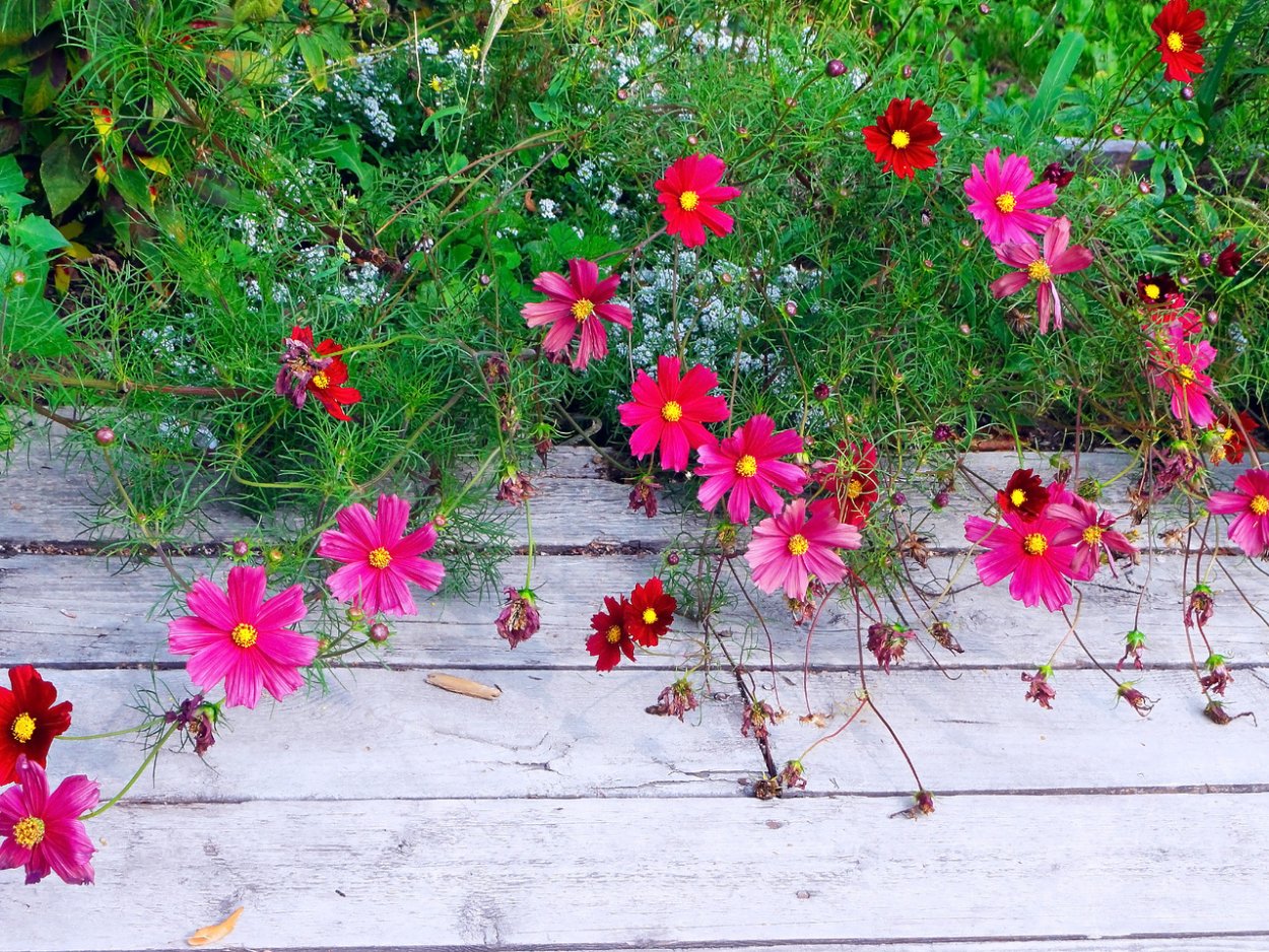 Ромашка будет не будет