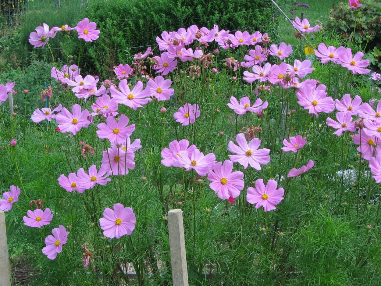 Космея Луговая