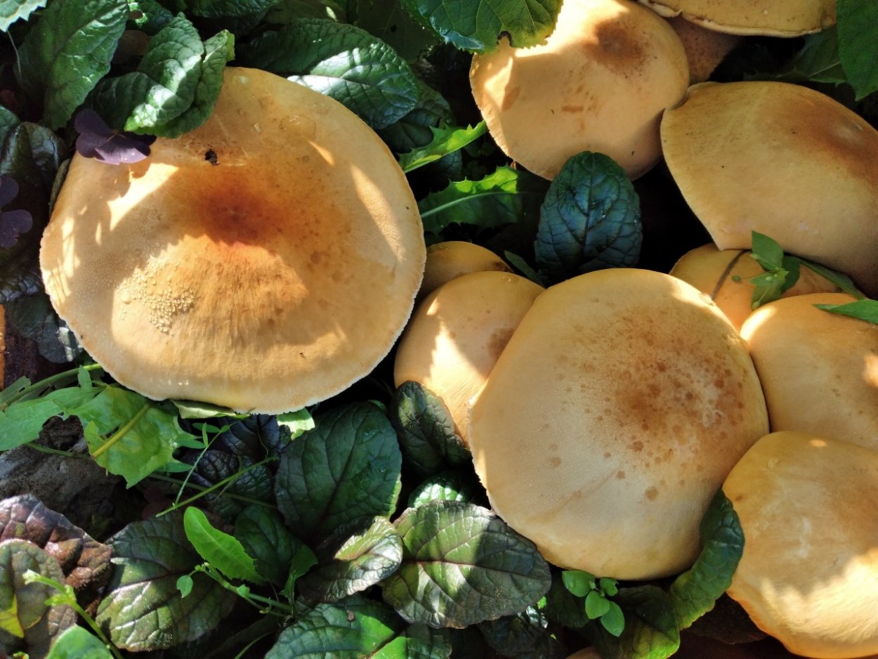 Феолепиота золотистая