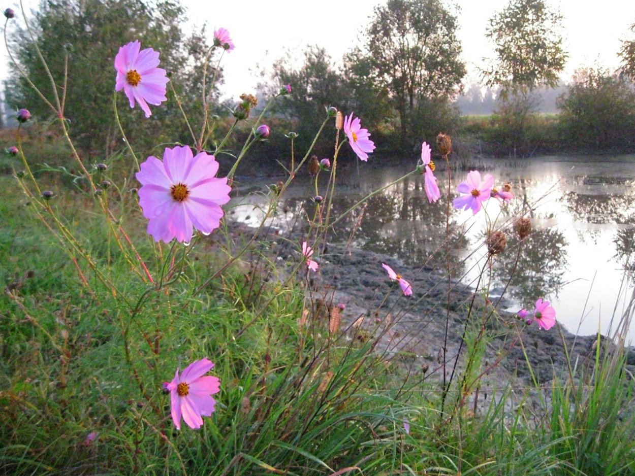 Космея Рыжик