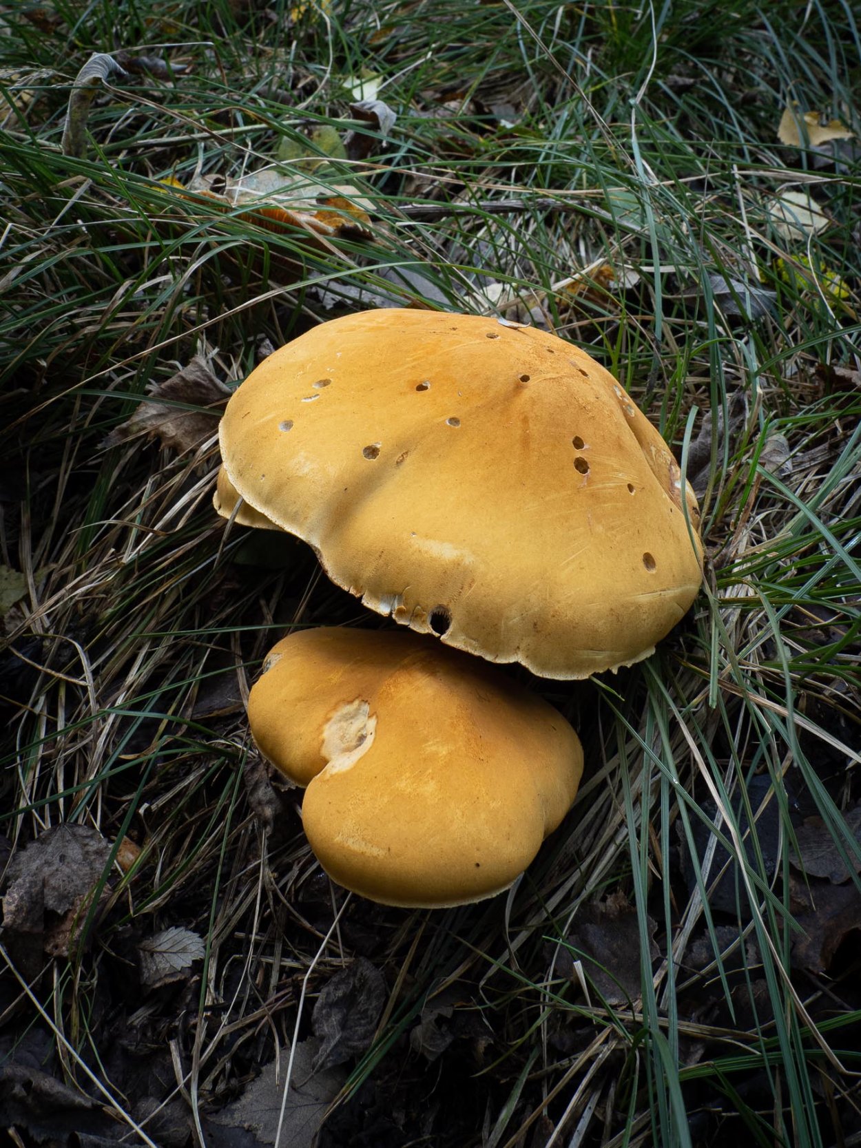 Феолепиота золотистая гименофор